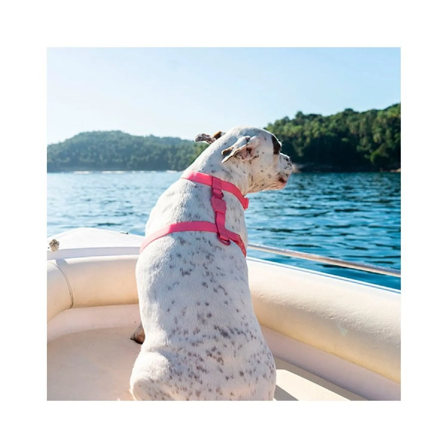 Peitoral para Caes H NeoPro Bubblegum ZeeDog 2